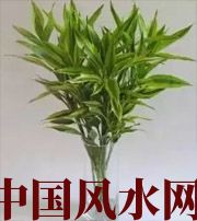 芜湖十二生肖养什么植物最旺财运？你知道吗！